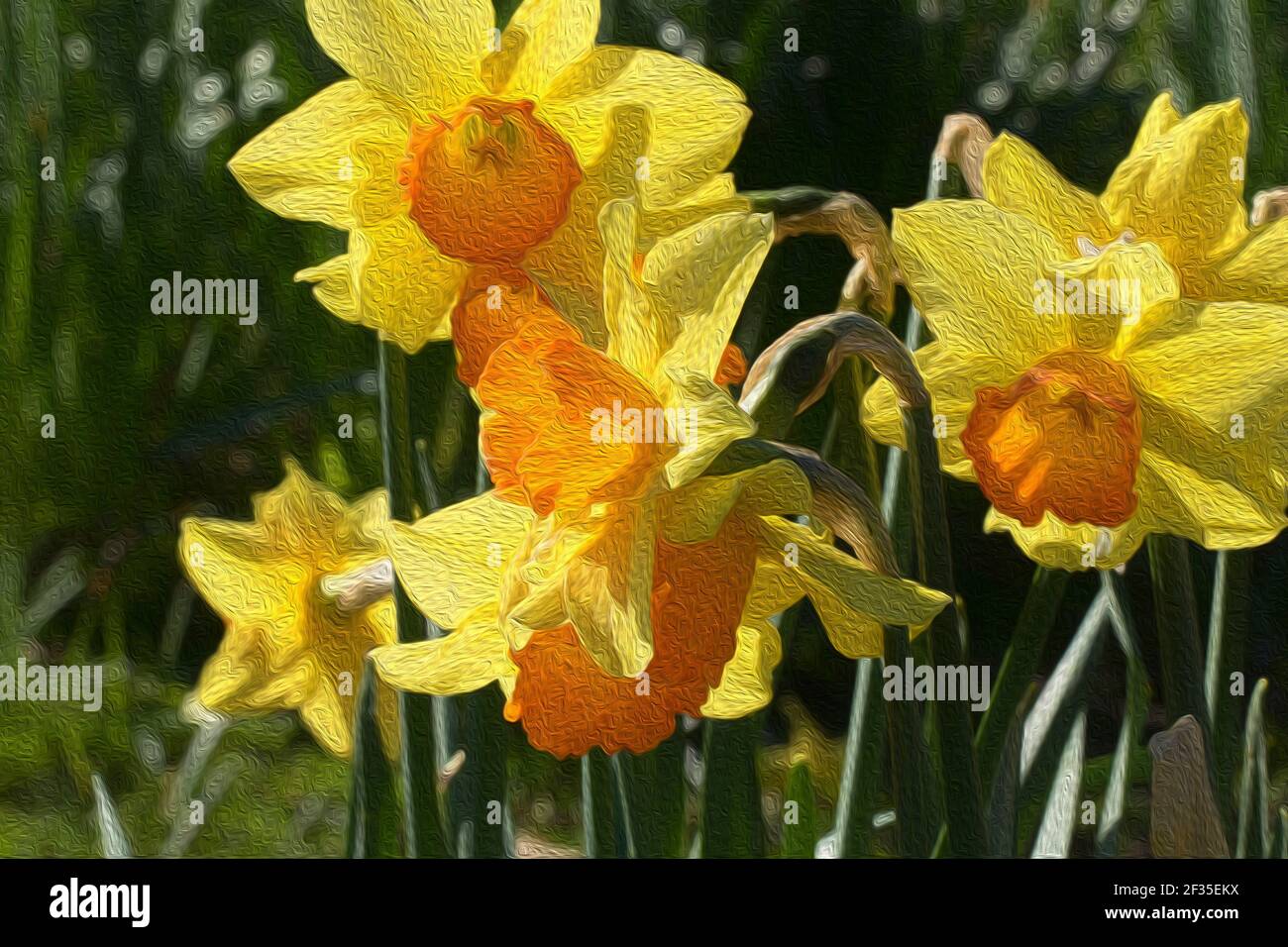 Yellow Daffodils with orange centres Digital Watercolour Stock Photo