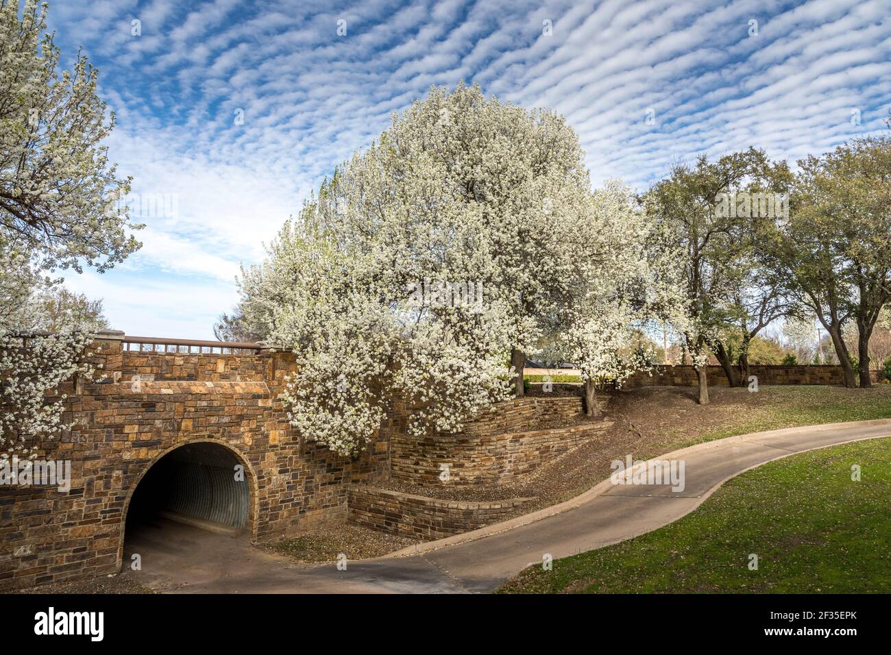 Blooming Bradford Pear trees in Texas Stock Photo Alamy
