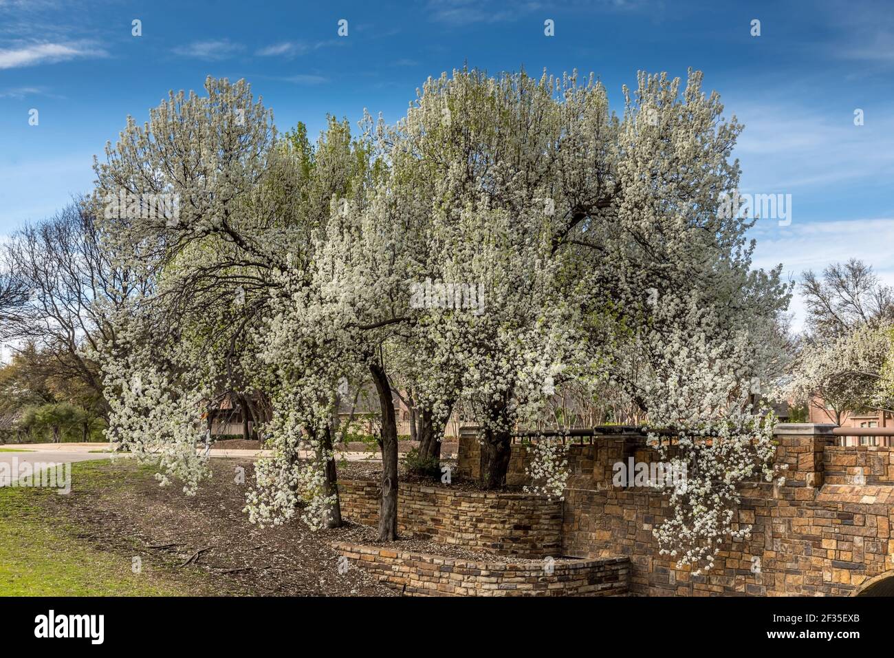 Blooming bradford pear tree hires stock photography and images Alamy