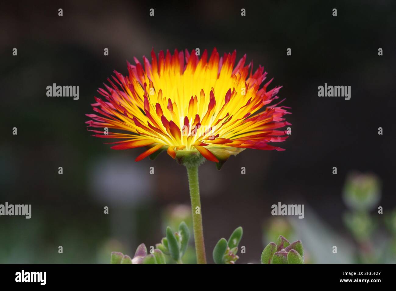 Mittagsblume drosanthemum bicolor Stock Photo