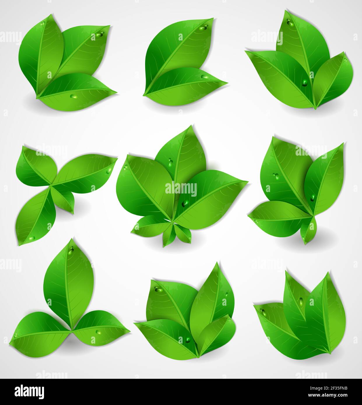 Set of realistic collection of green leaves. Vector illustration Stock ...