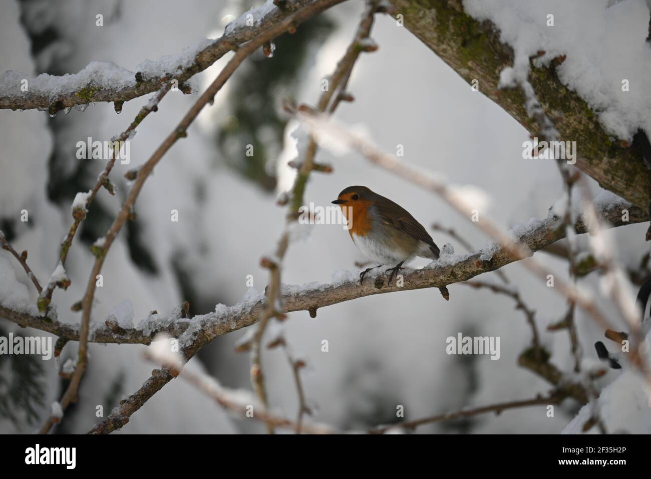 Robin sitting on a branch in the winter Stock Photo