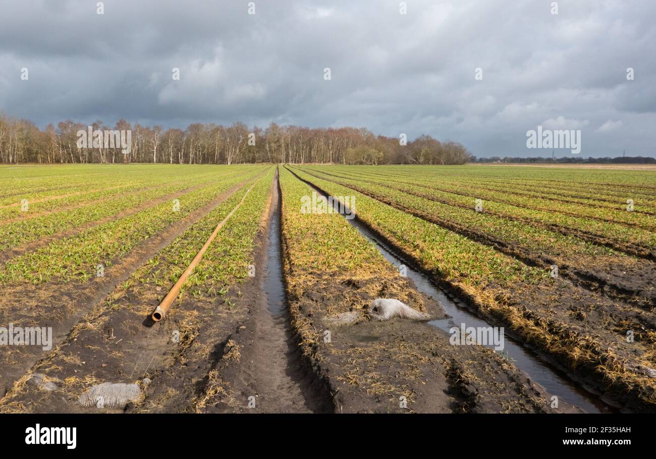Agricultural landscape: growth of Lilies using geotextile mats and sprinkling pipes, situation in early spring Stock Photo