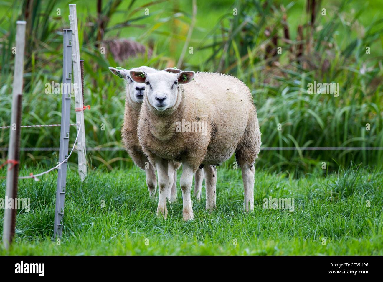 A pair of sheep Photographed in Giethoorn a town in the province of Overijssel, Netherlands It is located in the municipality of Steenwijkerland, abou Stock Photo