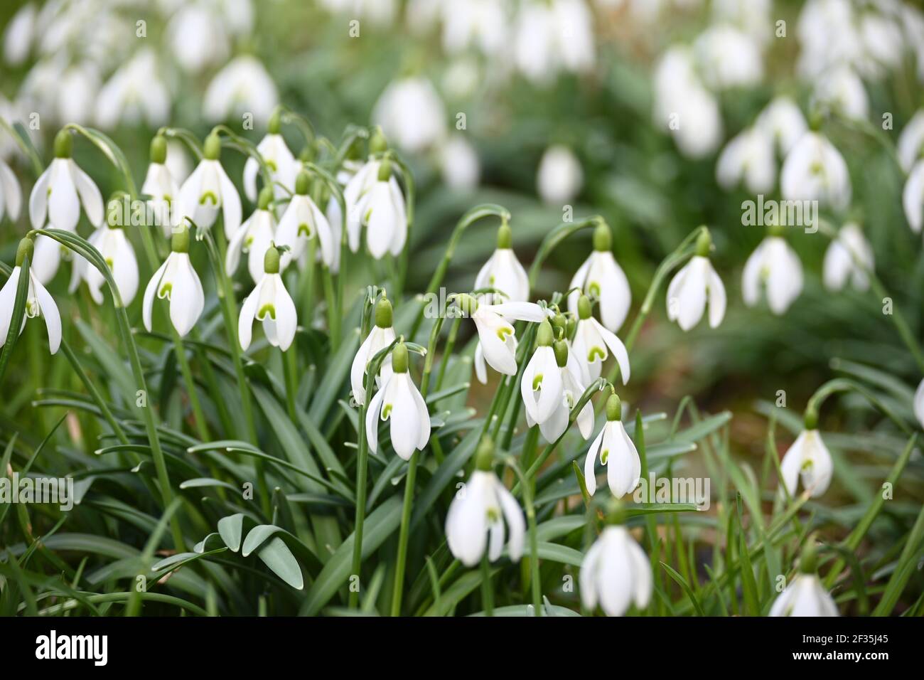 A pile of snowdrops Stock Photo