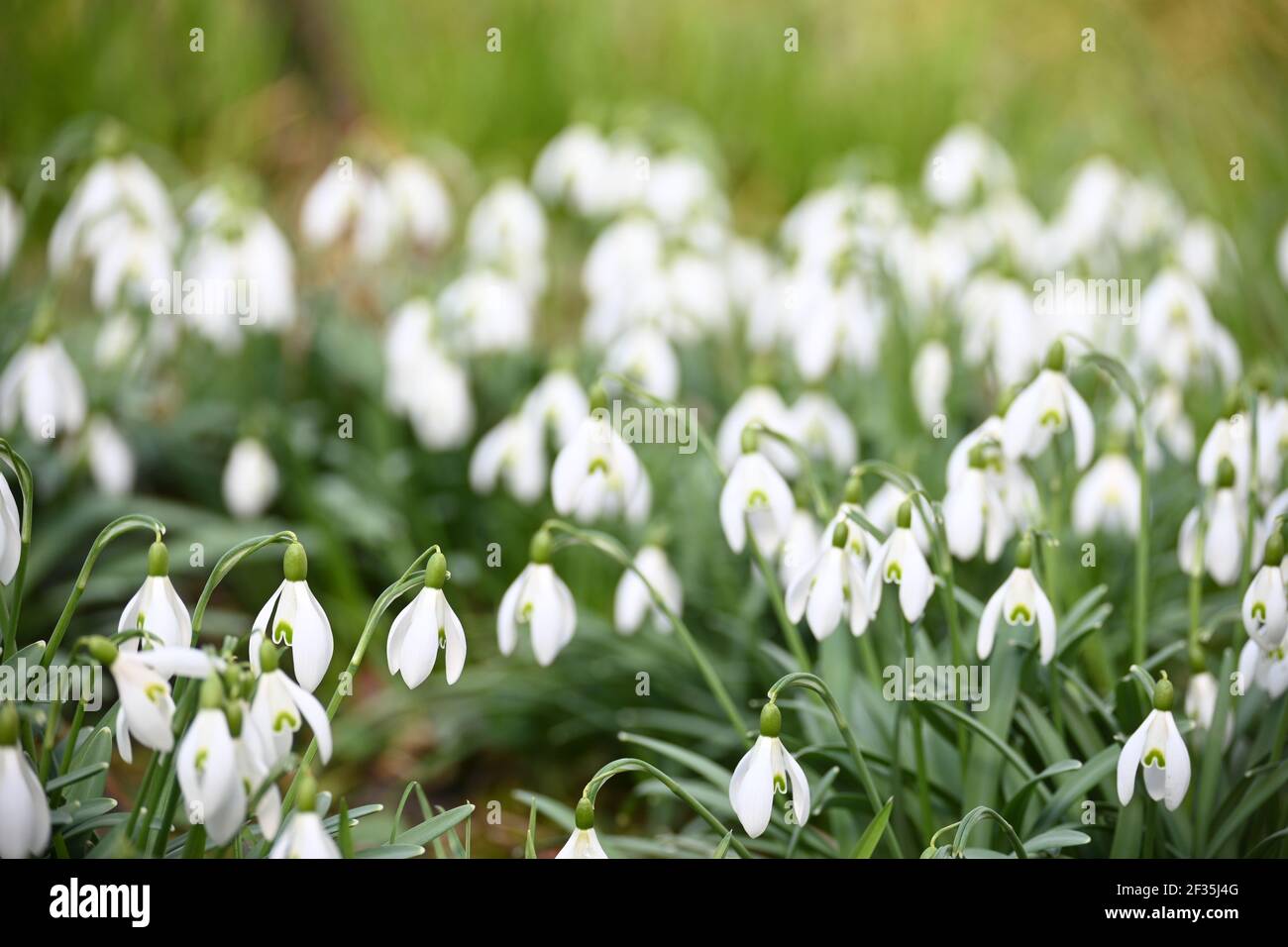 A pile of snowdrops Stock Photo