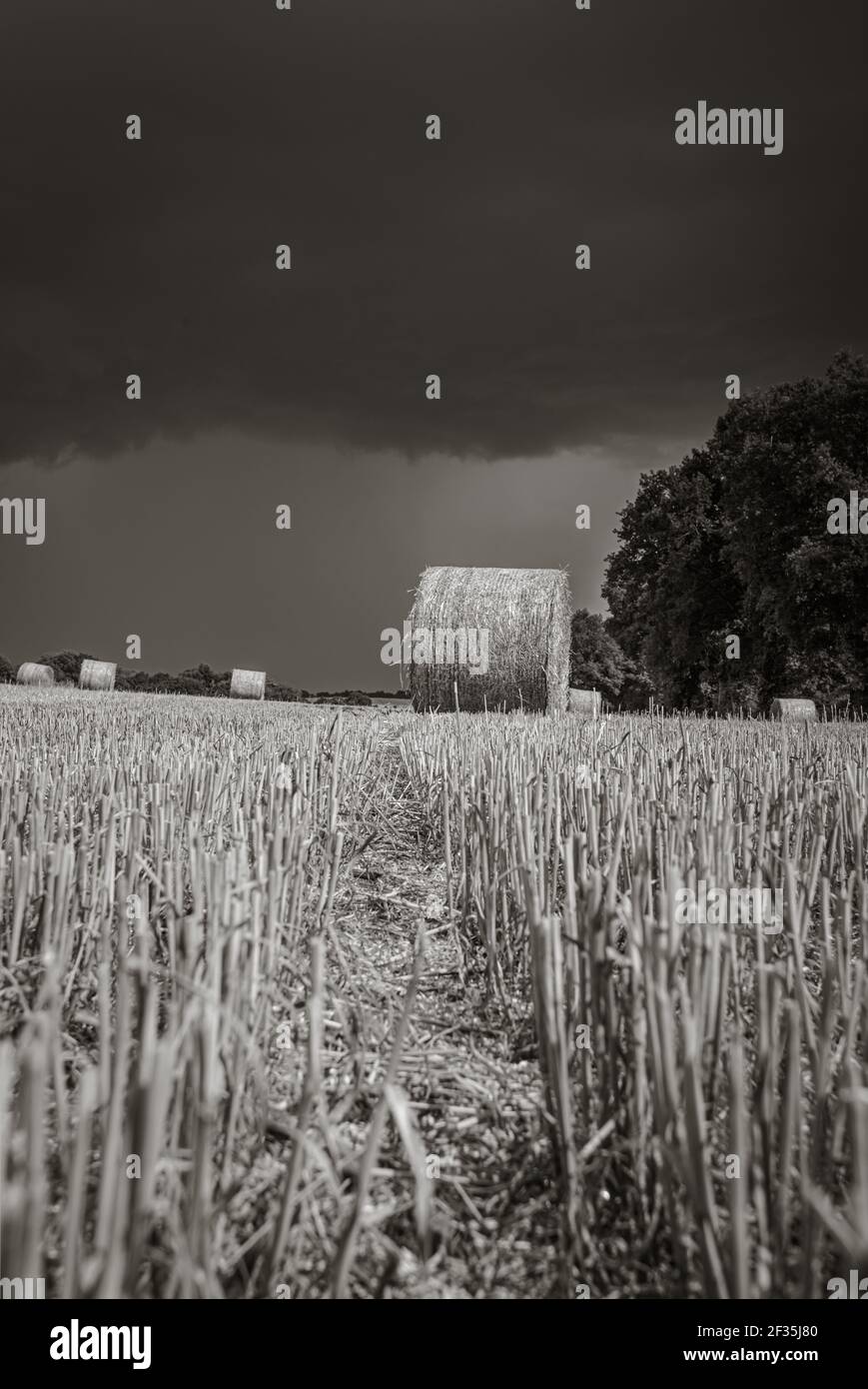 Black and white low angle view of straw bale on freshly harvested grain field. Countryside before summer thunderstorm. Stock Photo