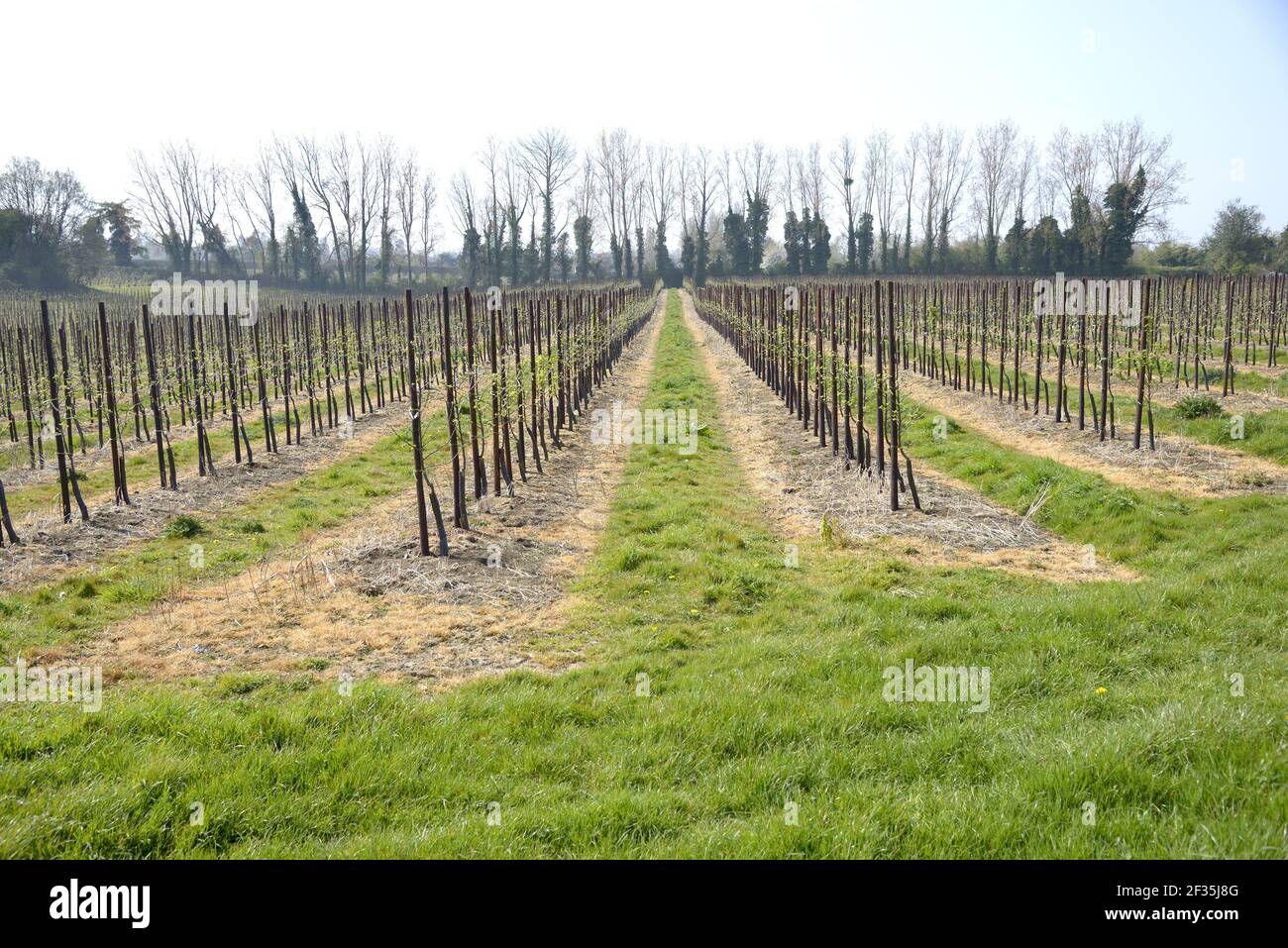 Young apple trees in orchard hi-res stock photography and images - Alamy