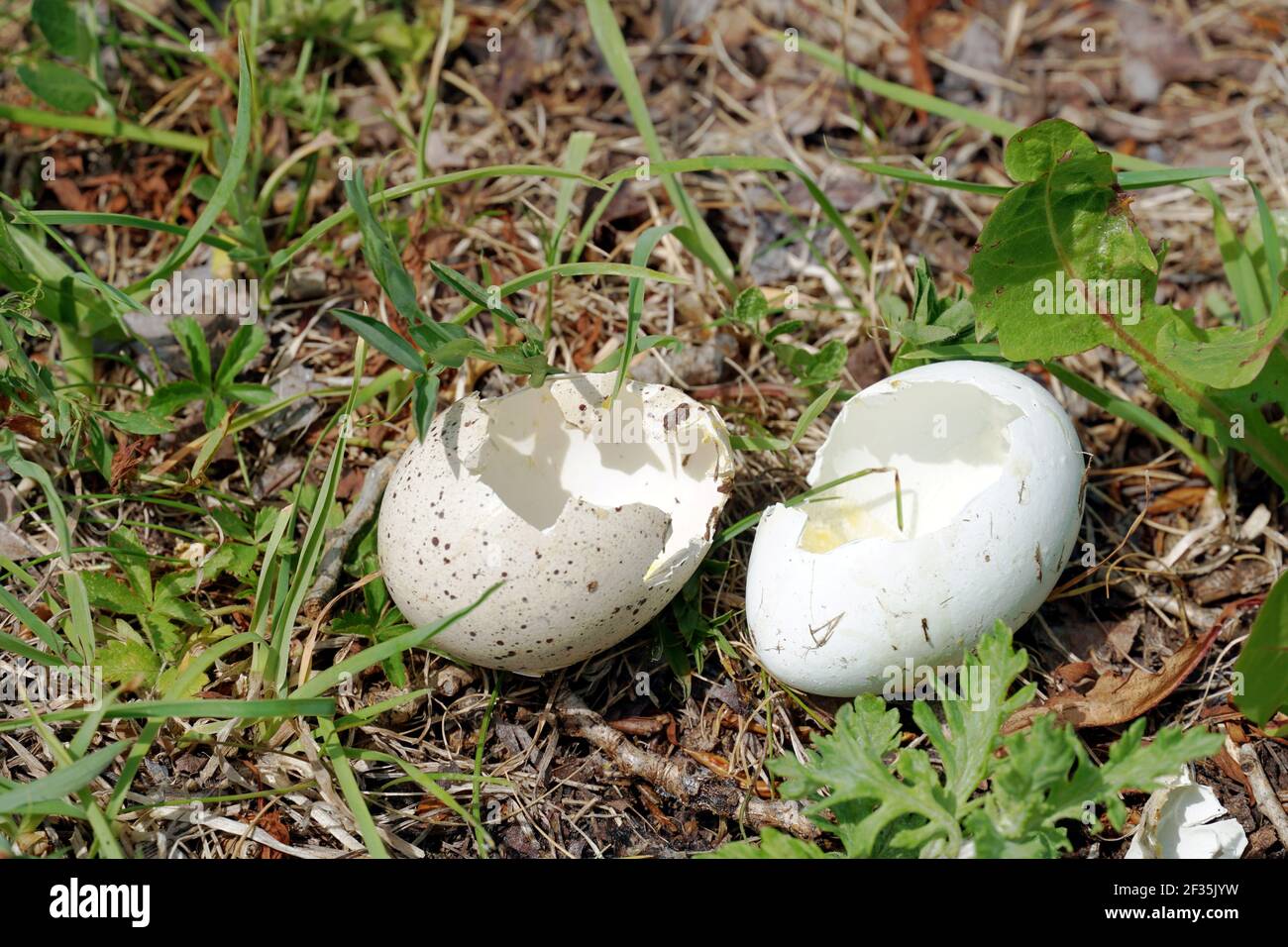 Broken and cracked egg shells of two wild birds left on the ground after  hatching of the young. New life in the spring with a lot of copy space  Stock Photo -