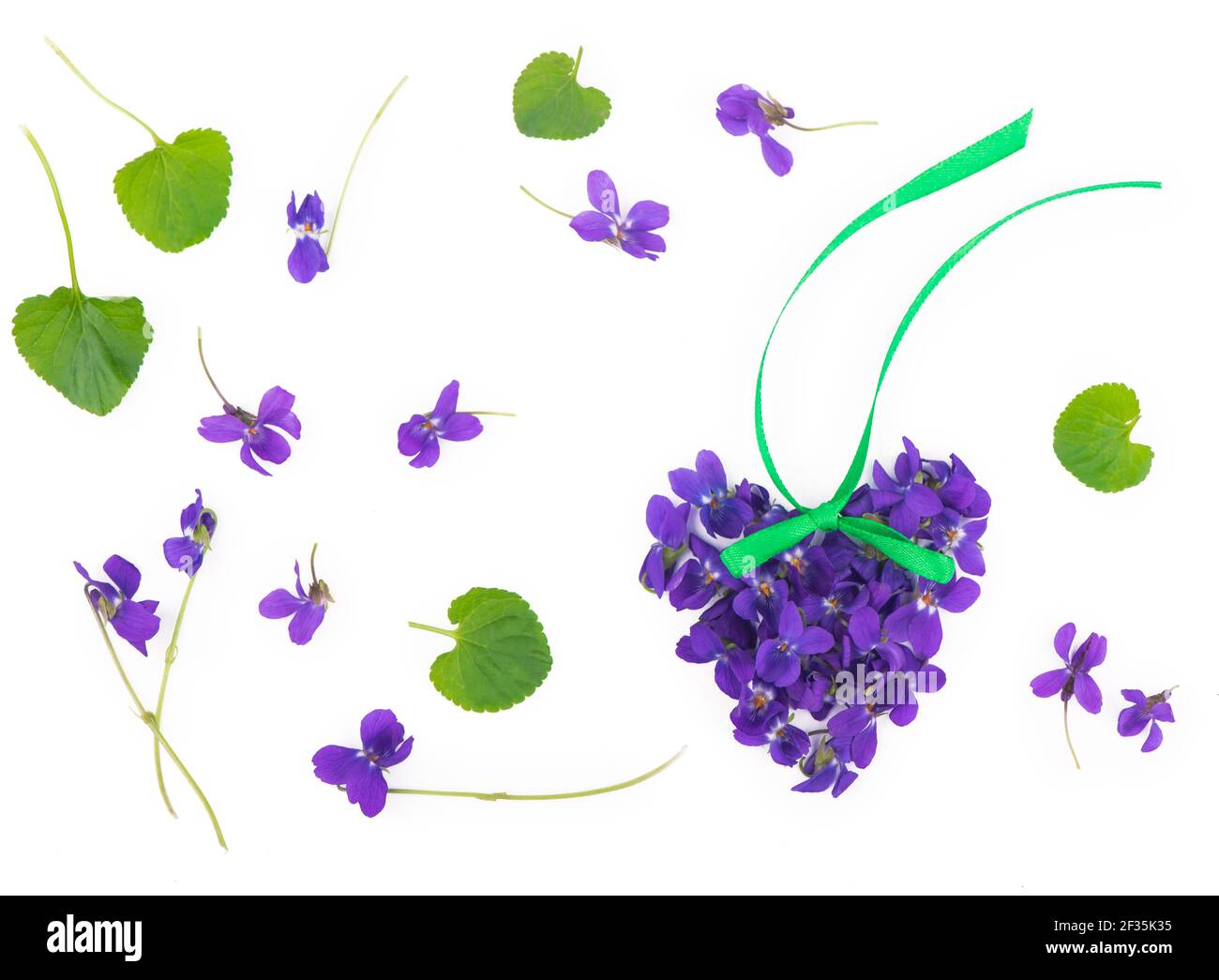 Green leaf and flowers of Wood violet Viola odorata isolated on white background. Medicinal and garden plant Stock Photo