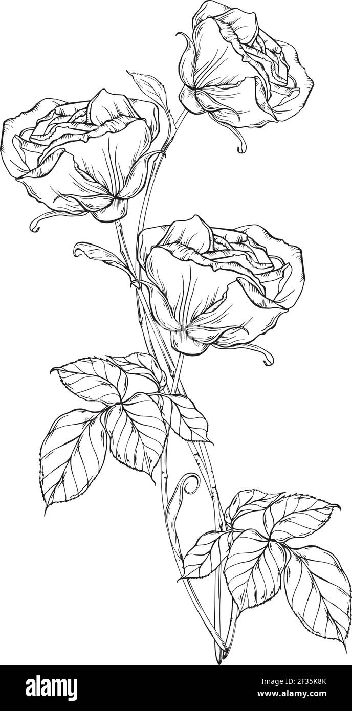 Bouquet of black and white roses. Graphic drawing. Rose flower ...