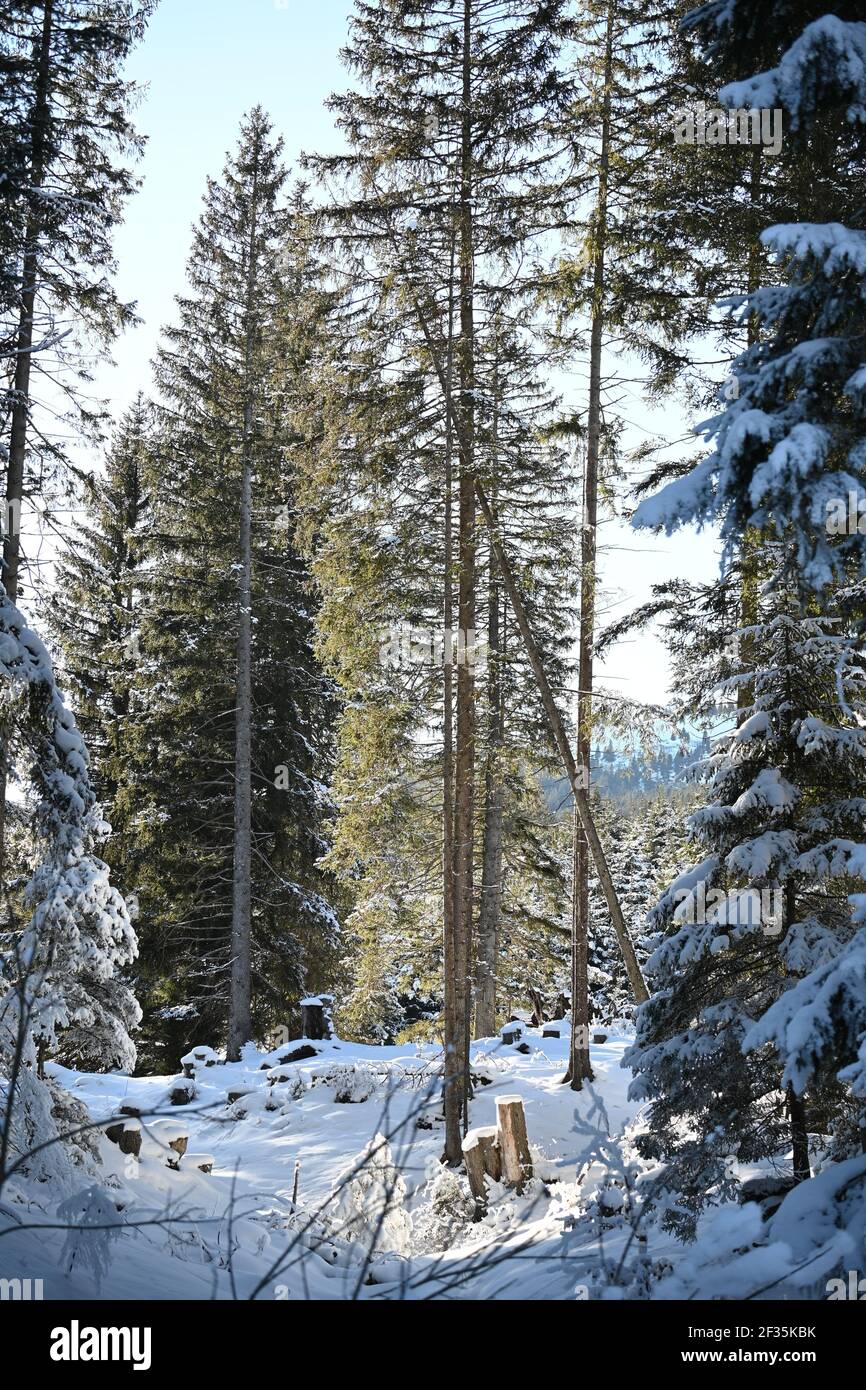 Trees in a snowy area Stock Photo