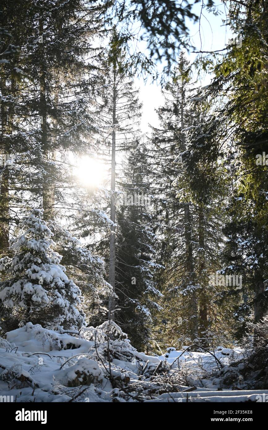 Sun shining through snowy trees Stock Photo