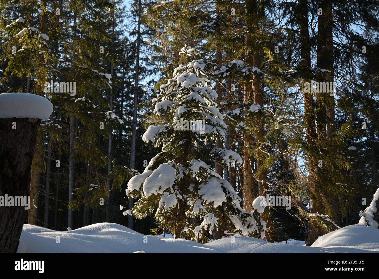 Snowy tree is shone by the sun Stock Photo