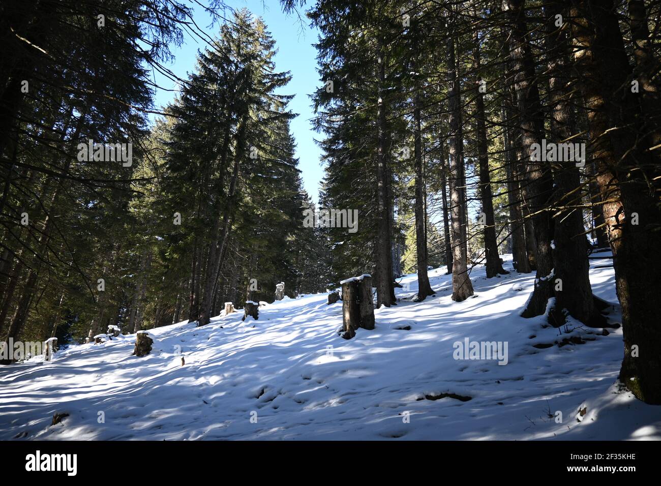 Snowy landscape with trees and tree trunks in the sun Stock Photo