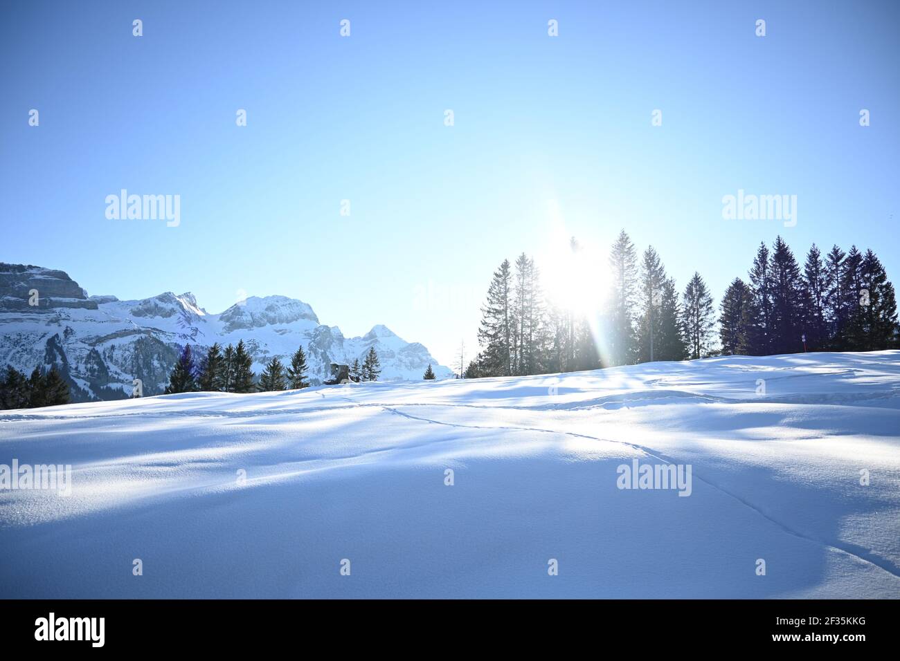 Sun shining through trees in a snowy landscape Stock Photo