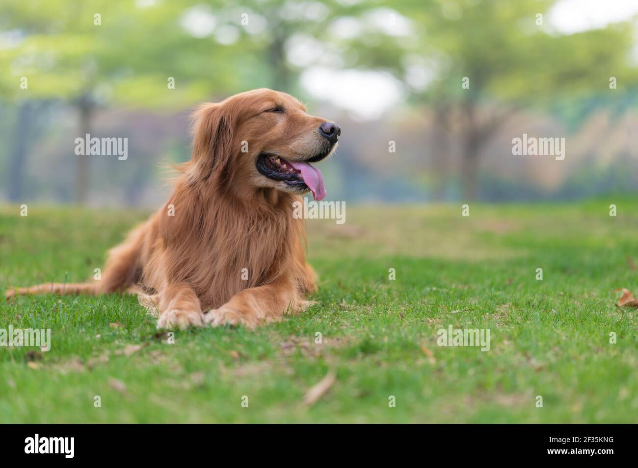 Golden Retriever lying on the grass Stock Photo - Alamy