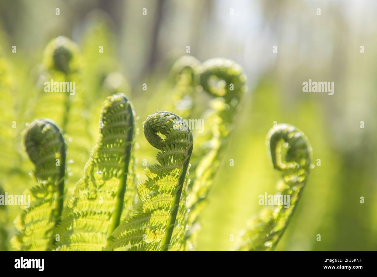 Sunlight falling on fern leaves hi-res stock photography and images - Alamy