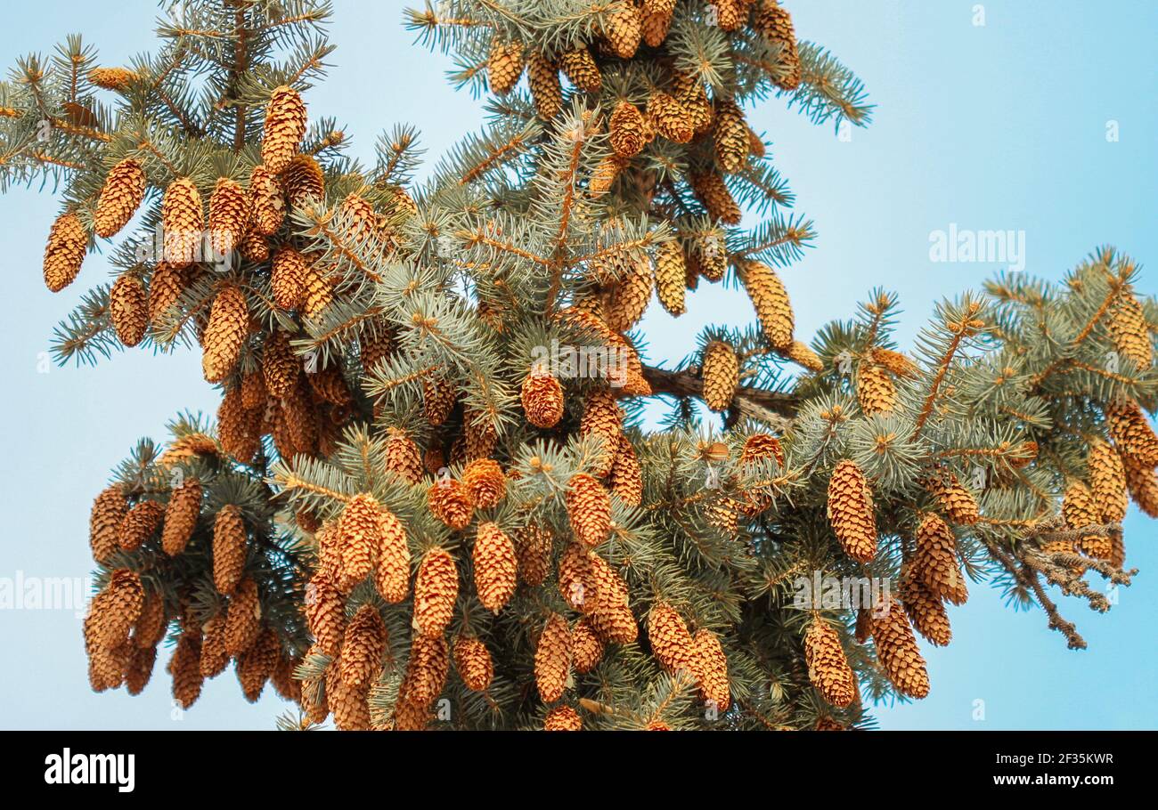 Many cones on the branches of a blue spruce Stock Photo