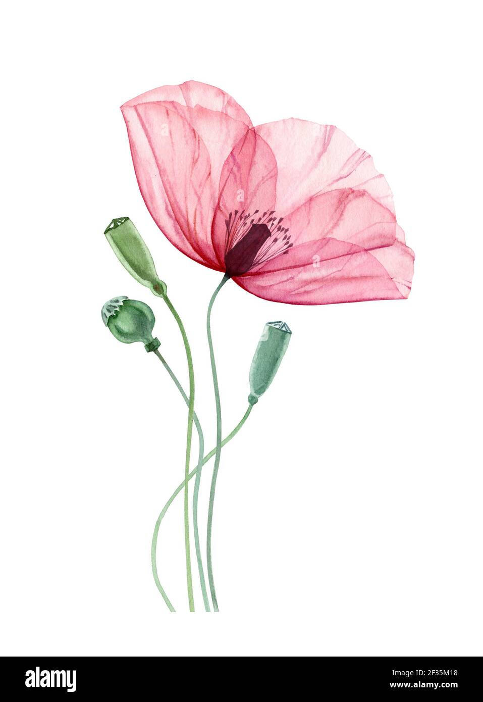 Watercolor Poppy flower. Elegant pink flower with green stems. Floral