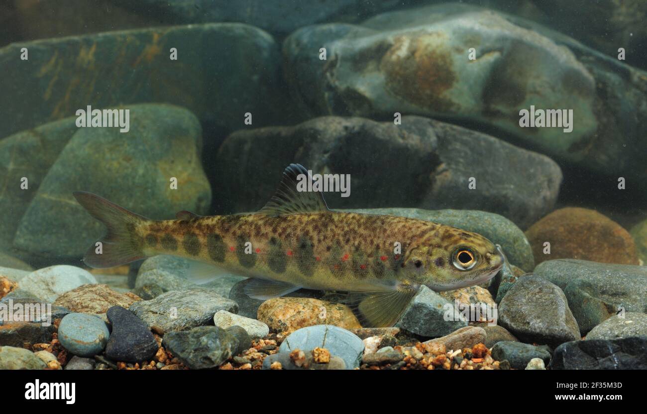Salmon parr underwater uk hires stock photography and images Alamy