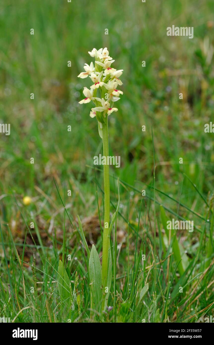Orchid (Dactylorhiza insularis var bartonii) Cuenca, Spain., Credit:Robert Thompson / Avalon Stock Photo
