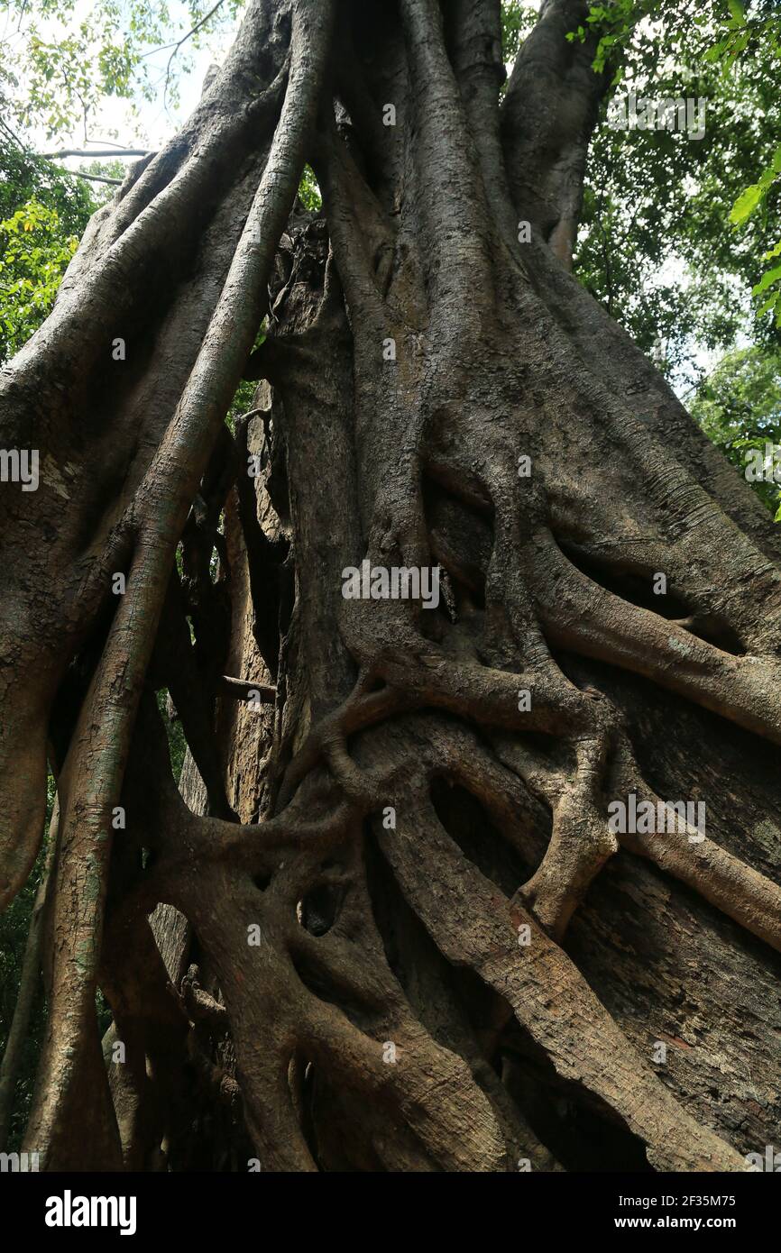 Ficous Tree Roots Sri Lankan, ficus tree roots Stock Photo - Alamy