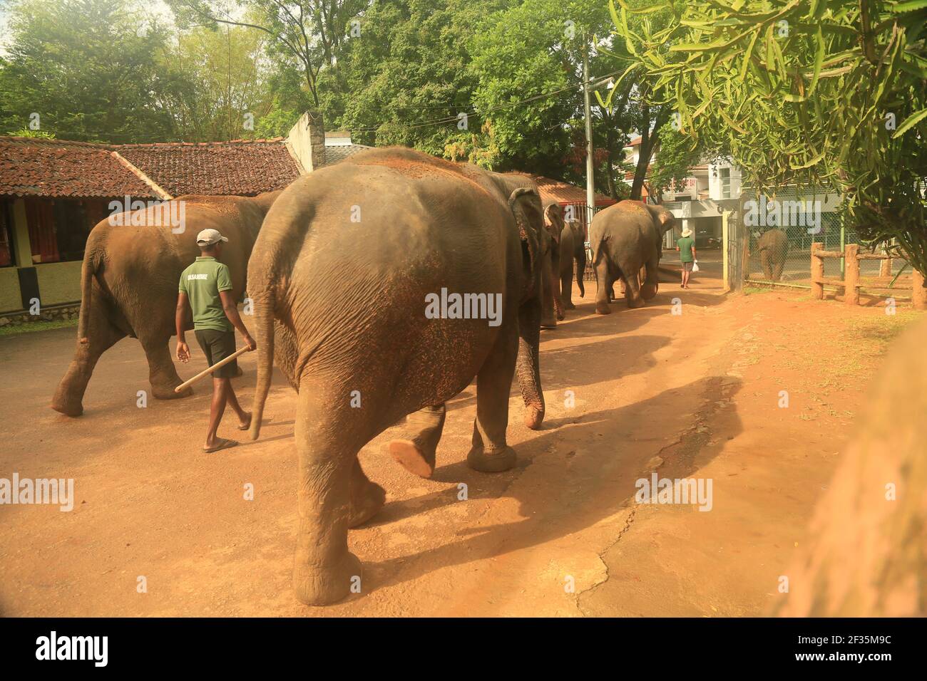 Pinnawala Elephant Orphanage, Sri Lanka Stock Photo
