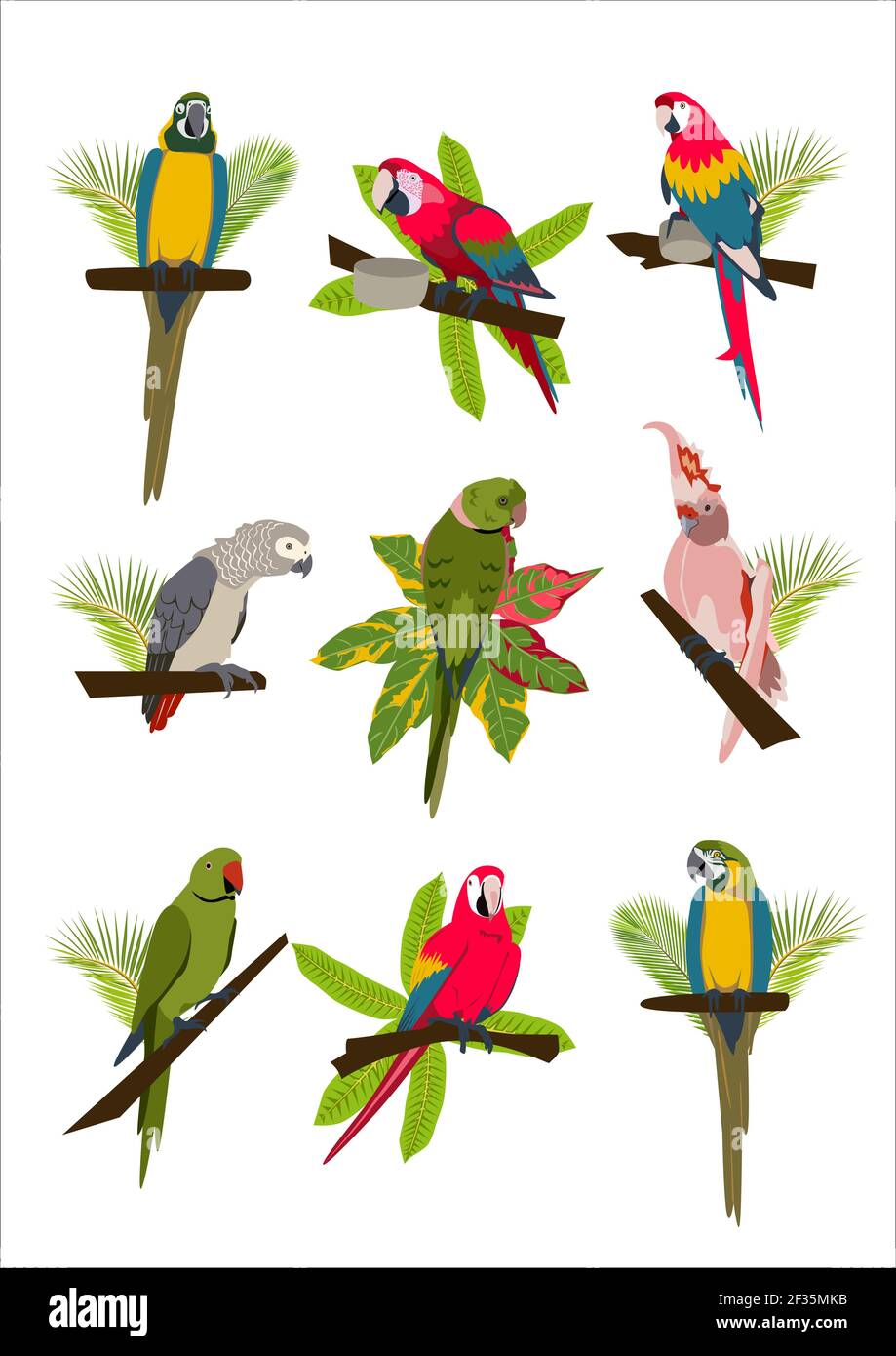 Tropical hand drawn colorful parrots set with plants and leaves. Macaw, cockatoo, gray and necklace parrot. Vector illustration isolated on white background. Stock Vector