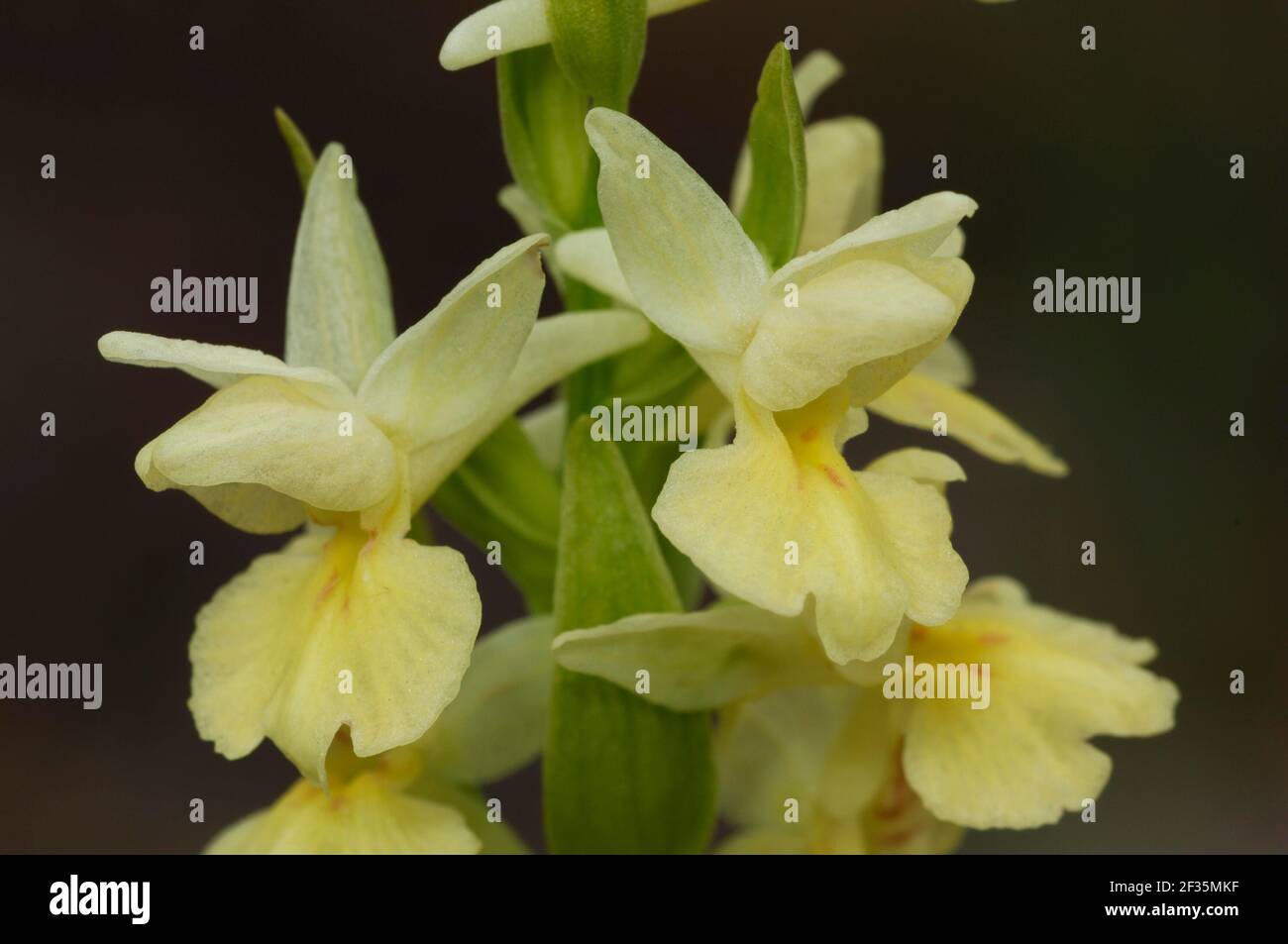 Orchid, Dactylorhiza insularis, Cuenca, Spain., Credit:Robert Thompson / Avalon Stock Photo