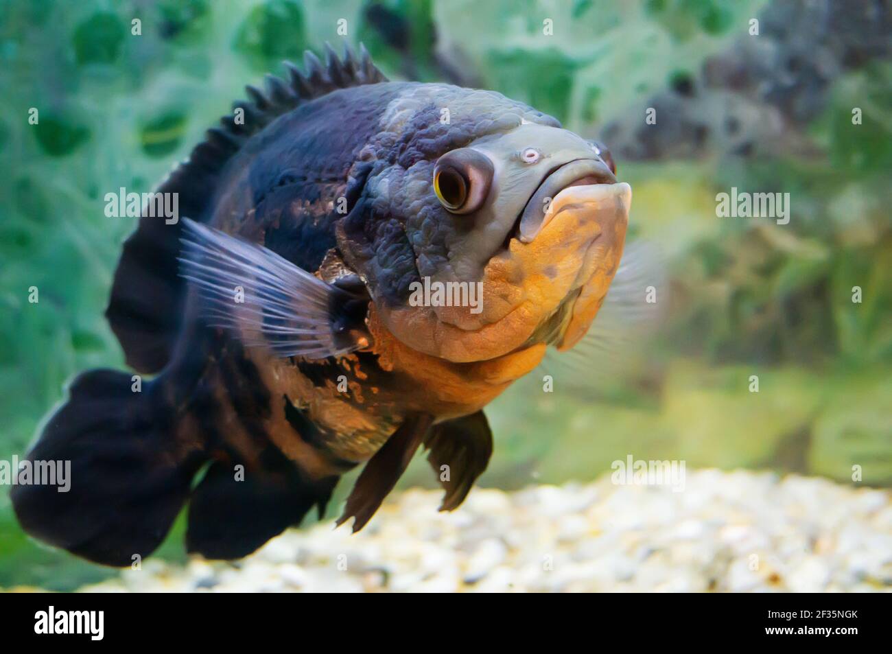 Aquarium fish. Cichlid astronotus, or Oscar. Freshwater fish. Astronotus Tigris. The bright Oscar fish is a South American freshwater fish from the ci Stock Photo