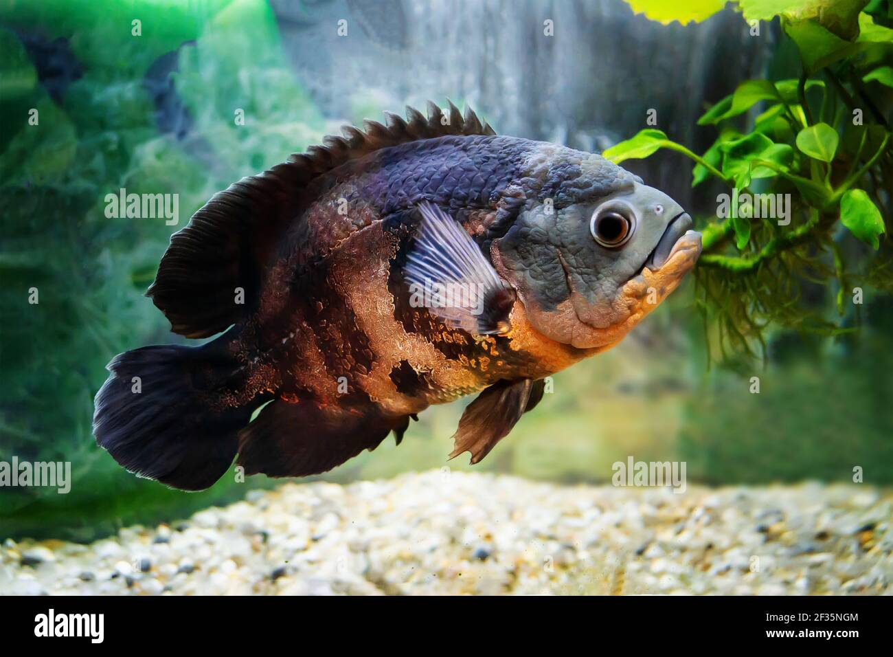 Aquarium fish. Cichlid astronotus, or Oscar. Freshwater fish. Astronotus Tigris. The bright Oscar fish is a South American freshwater fish from the ci Stock Photo