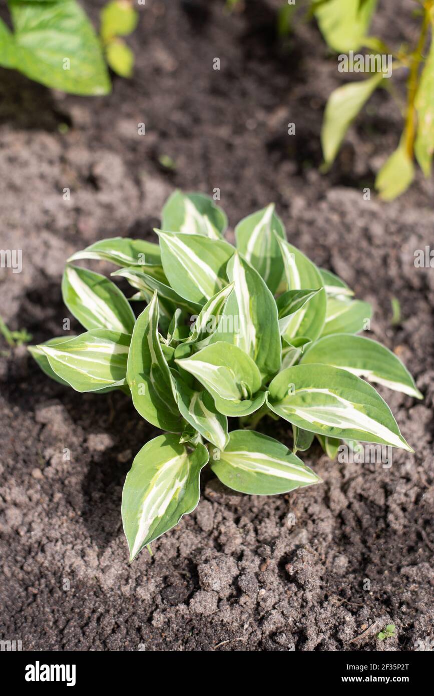 Young host Striptease grows in the garden on the garden bed in the summer Stock Photo