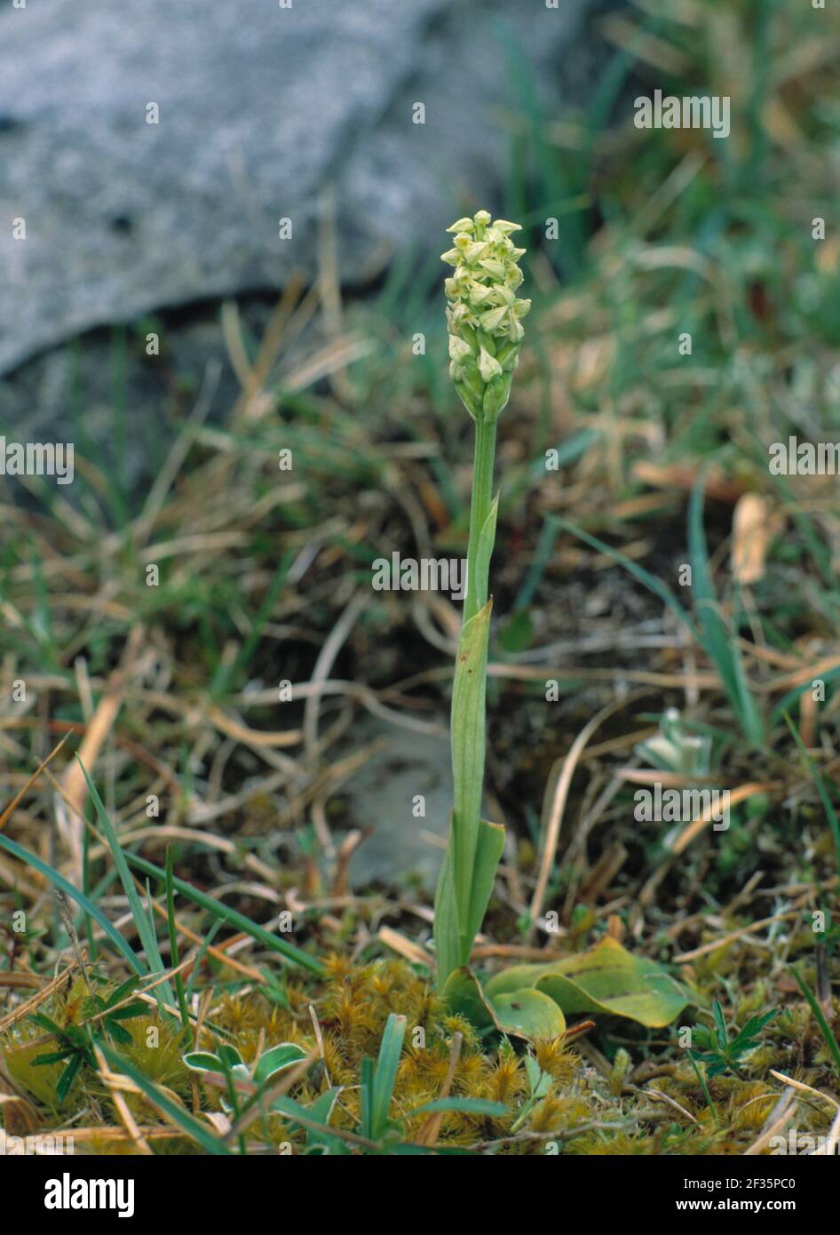 DENSE-FLOWERED ORCHID  Neotinea maculata  inflorescence Mullaghmore, The Burren, County Clare South-western Eire, Credit:Robert Thompson / Avalon Stock Photo