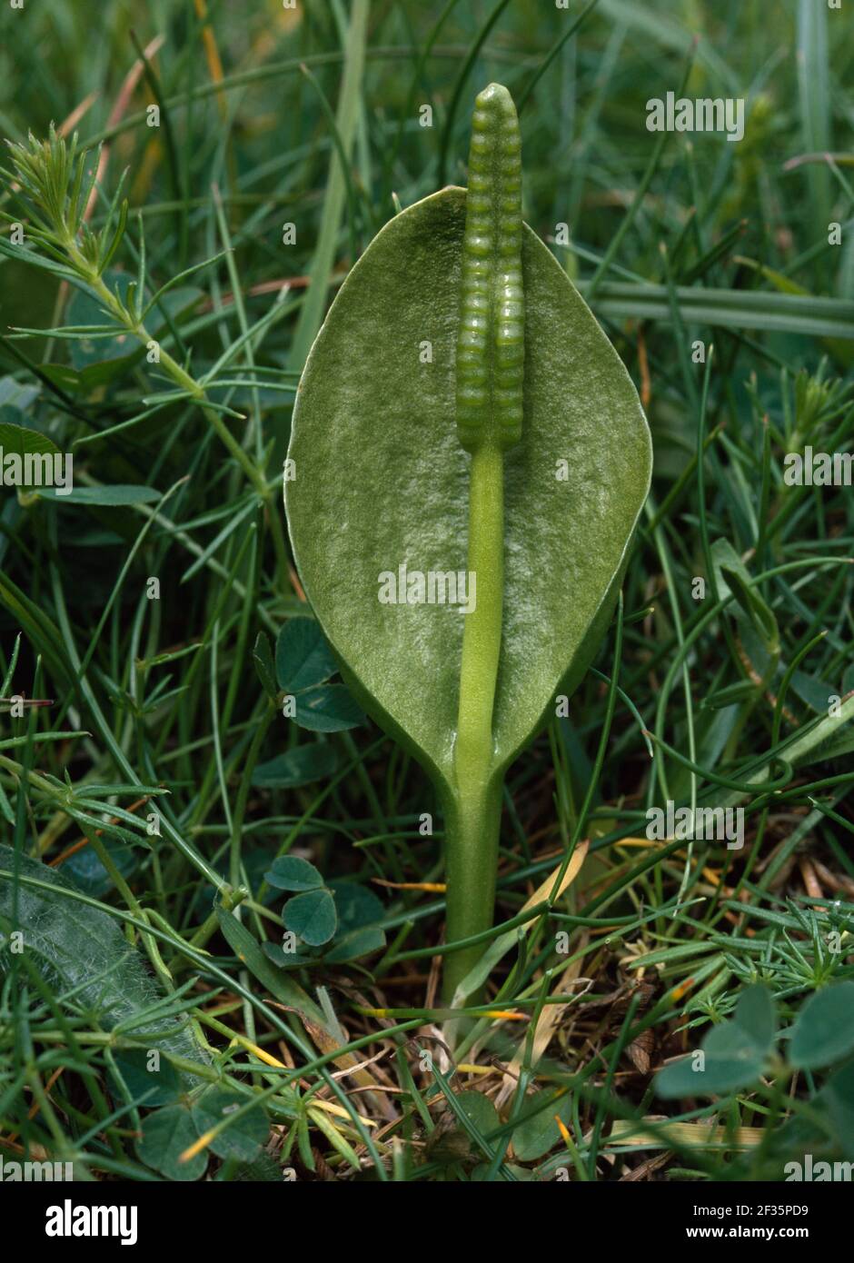 ADDER'S TONGUE FERN March  Ophioglossum vulgatum Killard Point National Nature Reserve,  County Down, south eastern Ulster, Credit:Robert Thompson / A Stock Photo