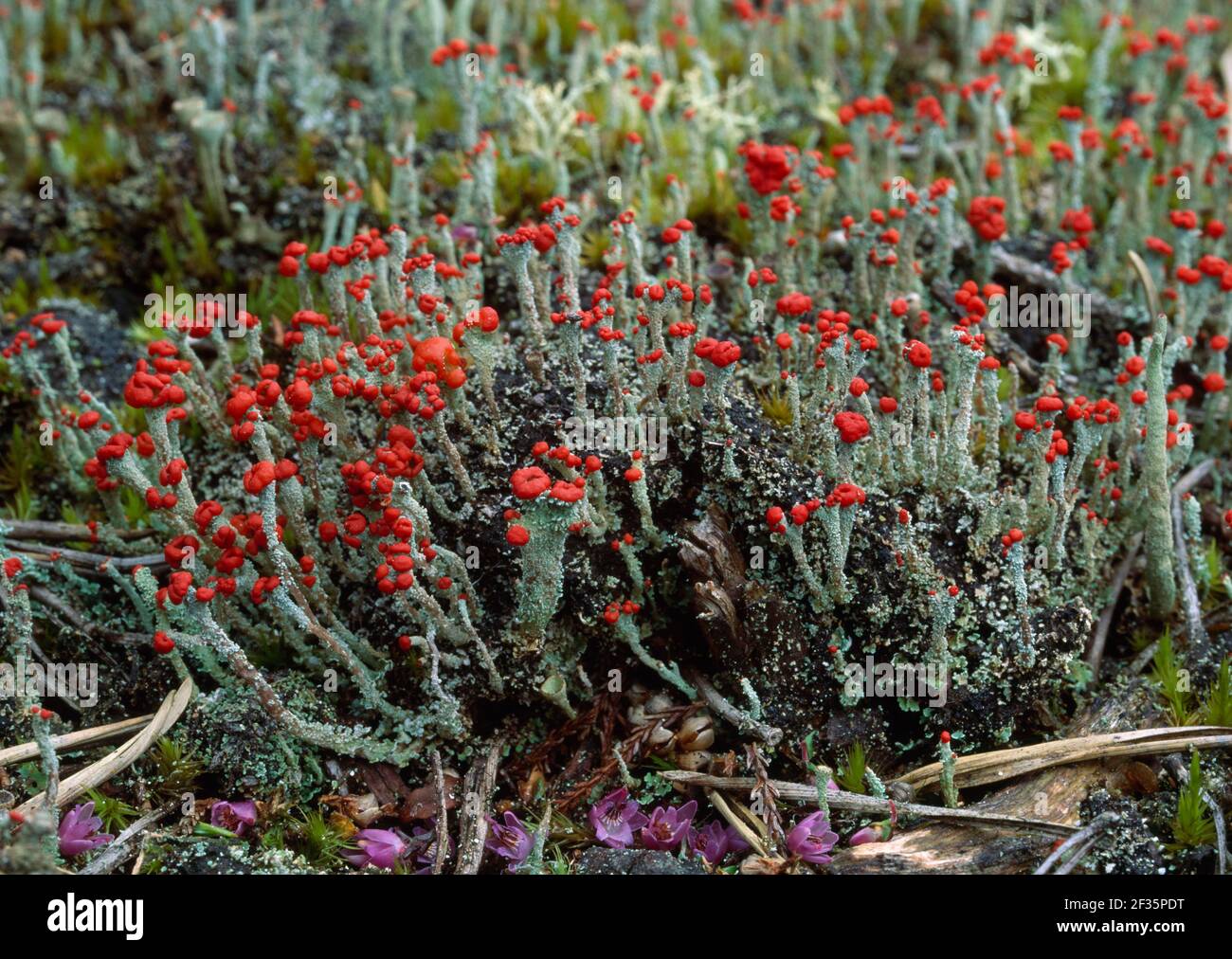 PIXIE-CUP LICHEN   August  Cladonia coccifera  County Armagh, Ulster. Bright red caps  are apothecia which produce spores., Credit:Robert Thompson / A Stock Photo