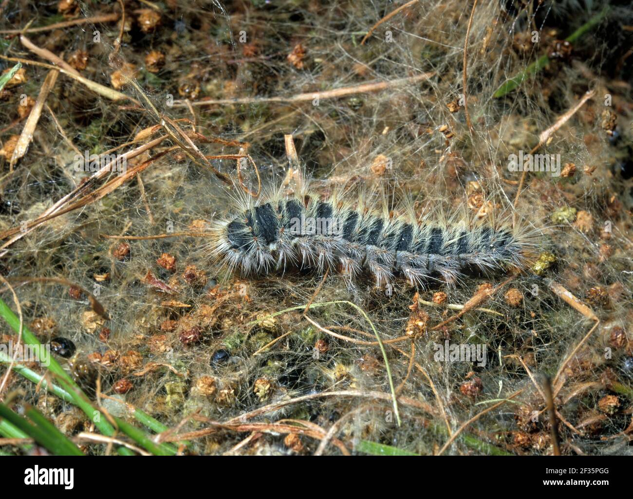 larva-pine-processionary-moth-hi-res-stock-photography-and-images-alamy