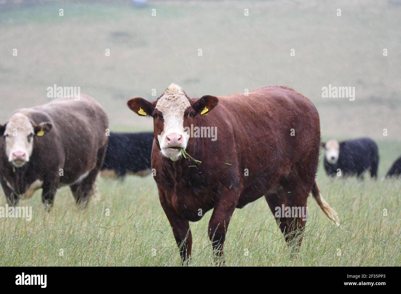 Hereford & Black Baldy cattle, Tranent, Mid Lothian Stock Photo