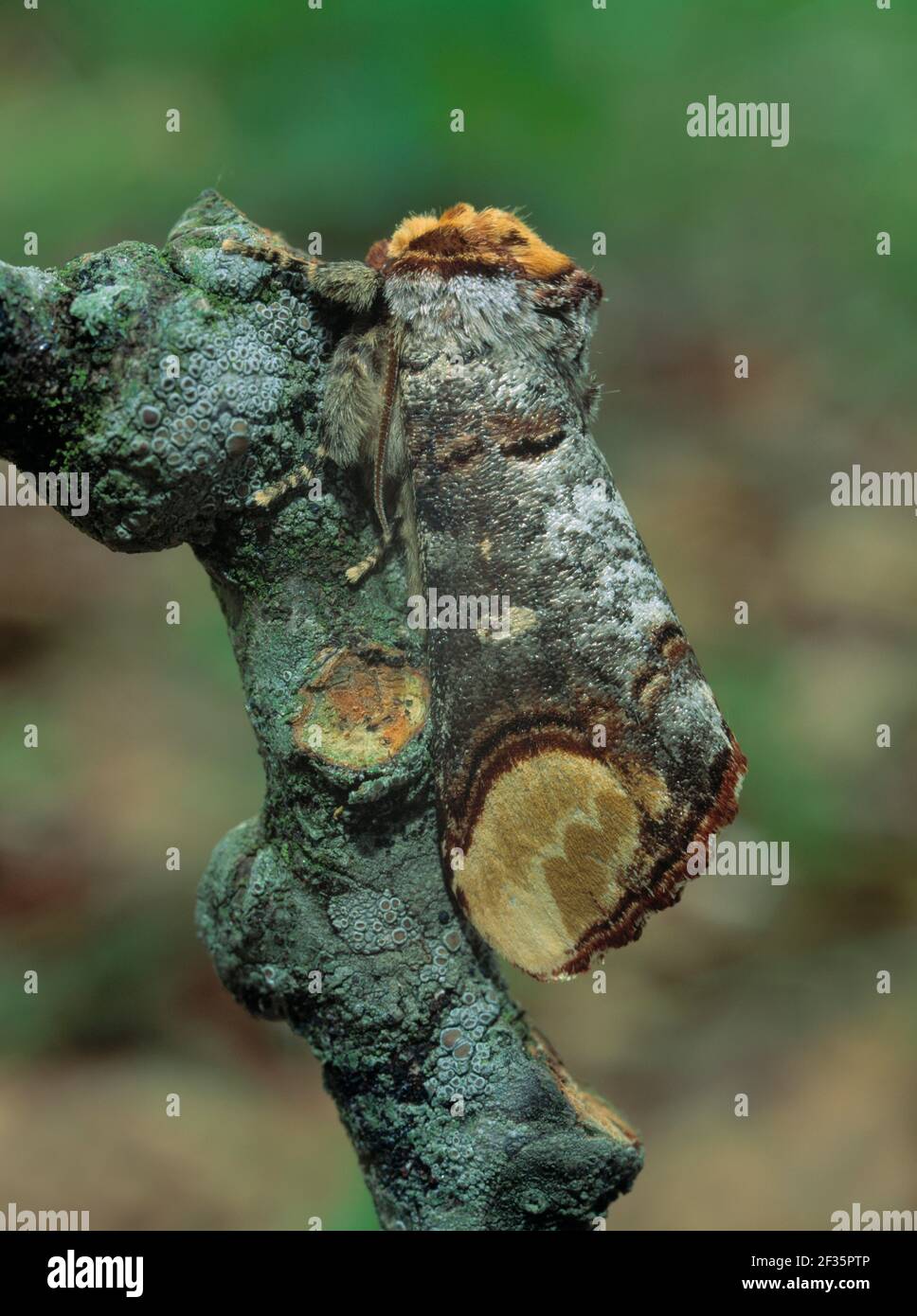 BUFF-TIP MOTH  highly camouflaged Phalera bucephala on lichen-covered twig        June Banbridge, Down, south eastern Ulster, Credit:Robert Thompson / Stock Photo