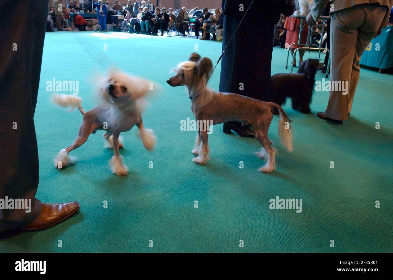 ON DAY 2 OF CRUFTS DOG SHOW AT THE NEC IN BIRMINGHAM.11 March 2005 PILSTON Stock Photo