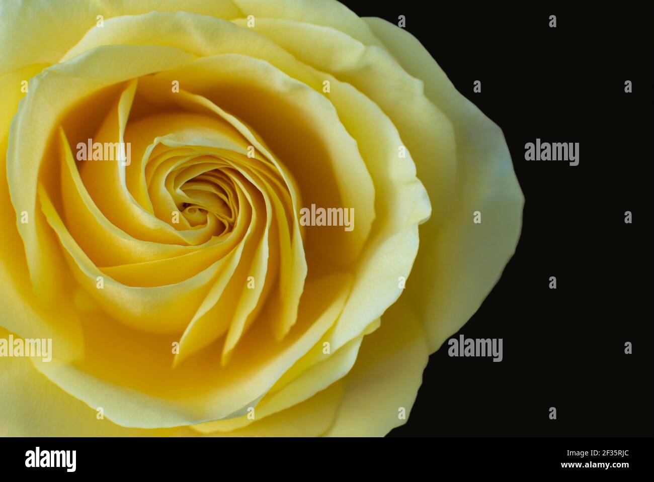 Close up of yellow rose on black background — Stock Image & Photo Stock Photo