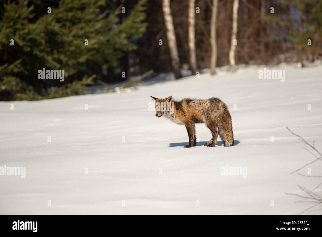 Red fox (Vulpes vulpes) with severe mange on the snow, Bieszczady Mountains, Poland, Europe Stock Photo