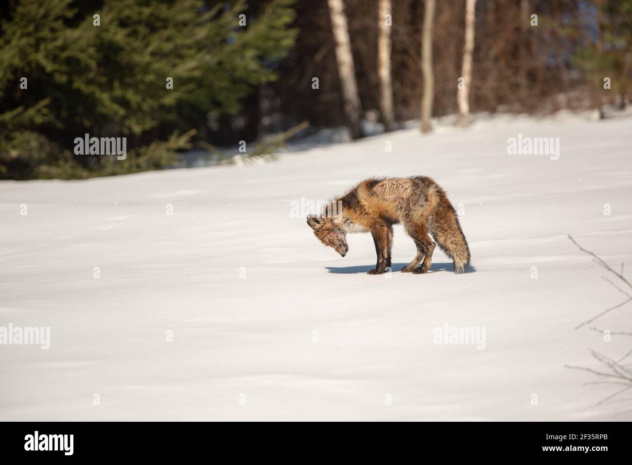 Red fox (Vulpes vulpes) with severe mange on the snow, Bieszczady Mountains, Poland, Europe Stock Photo