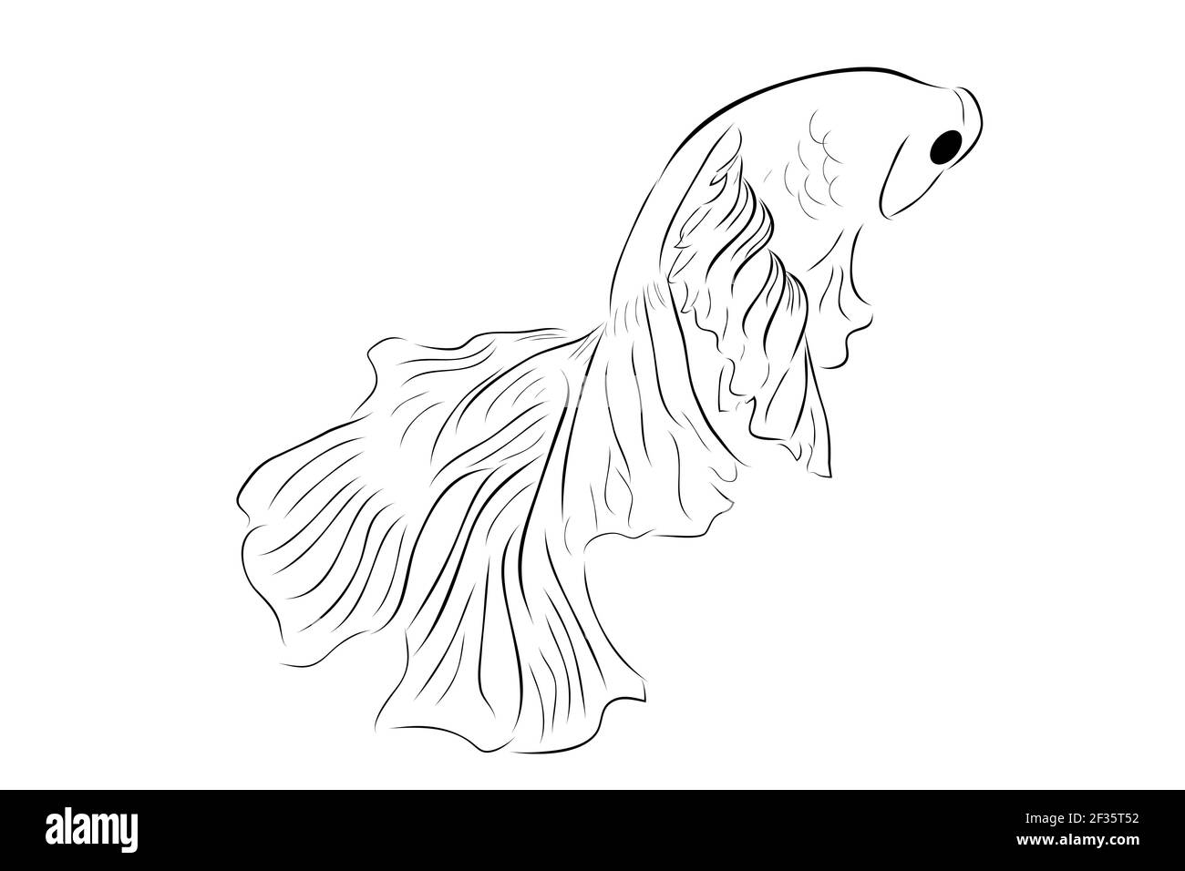 Outline Vector Betta or siamese fighting fish, Giant Half Moon, on White background Stock Vector