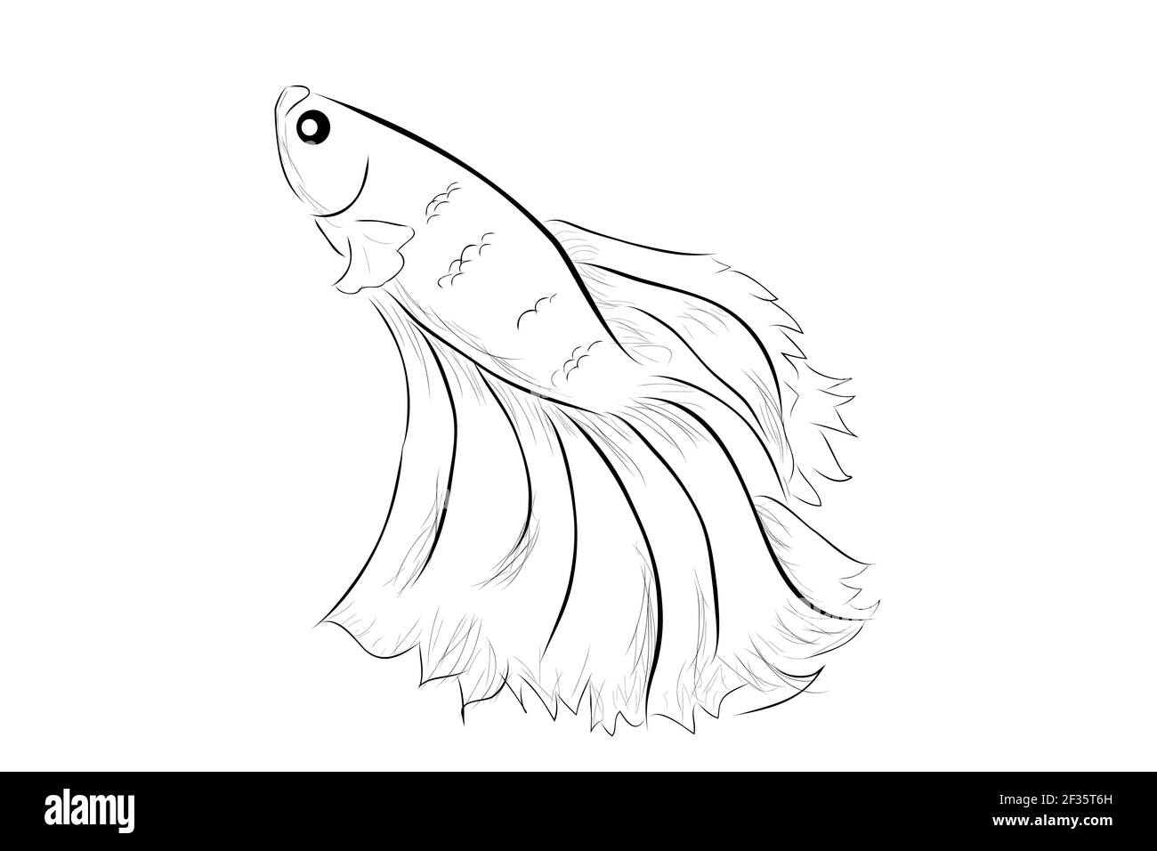 Outline Vector Betta or siamese fighting fish, Giant Half Moon, on White background Stock Vector