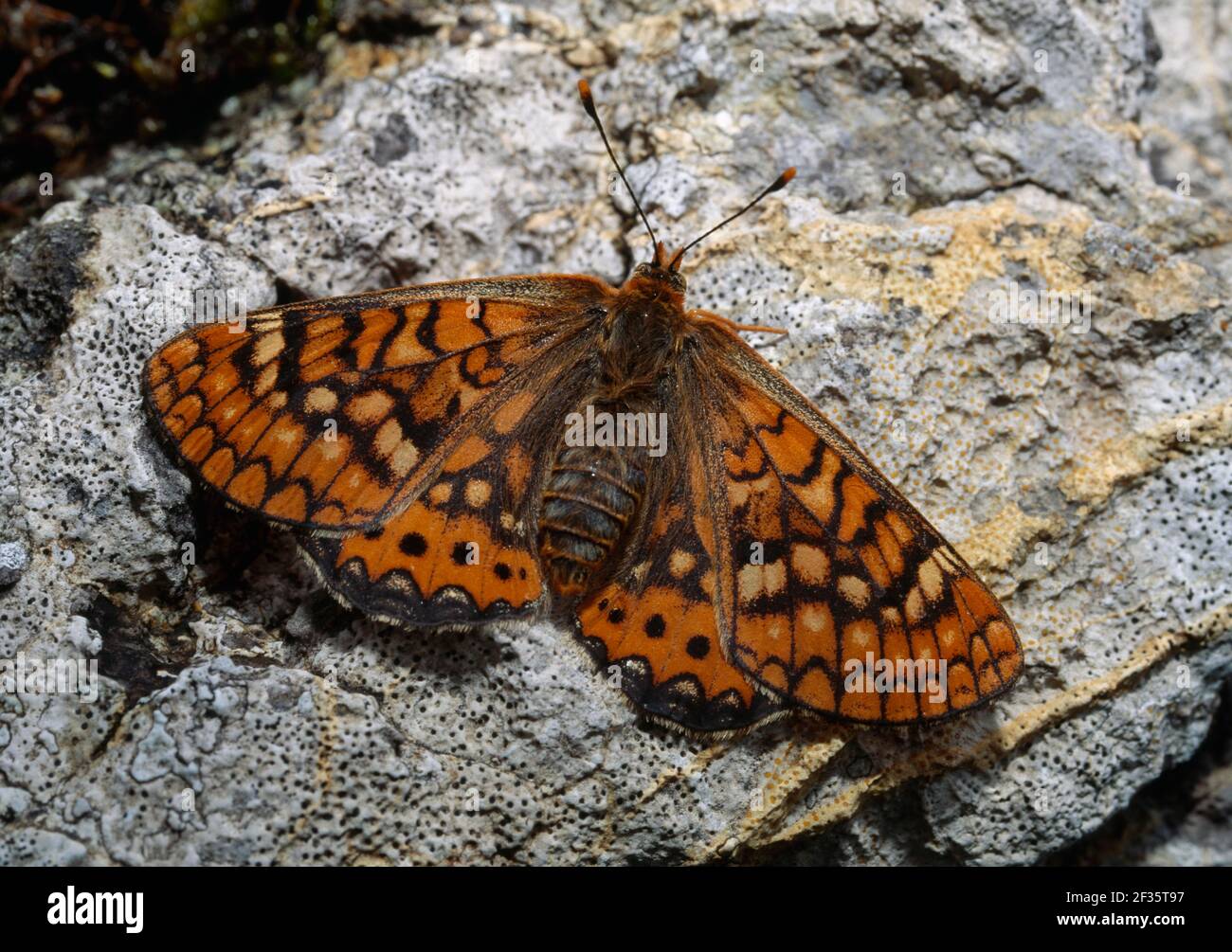 Bfly High Resolution Stock Photography And Images Alamy Bfly High Resolution Stock Photography And Images Alamy