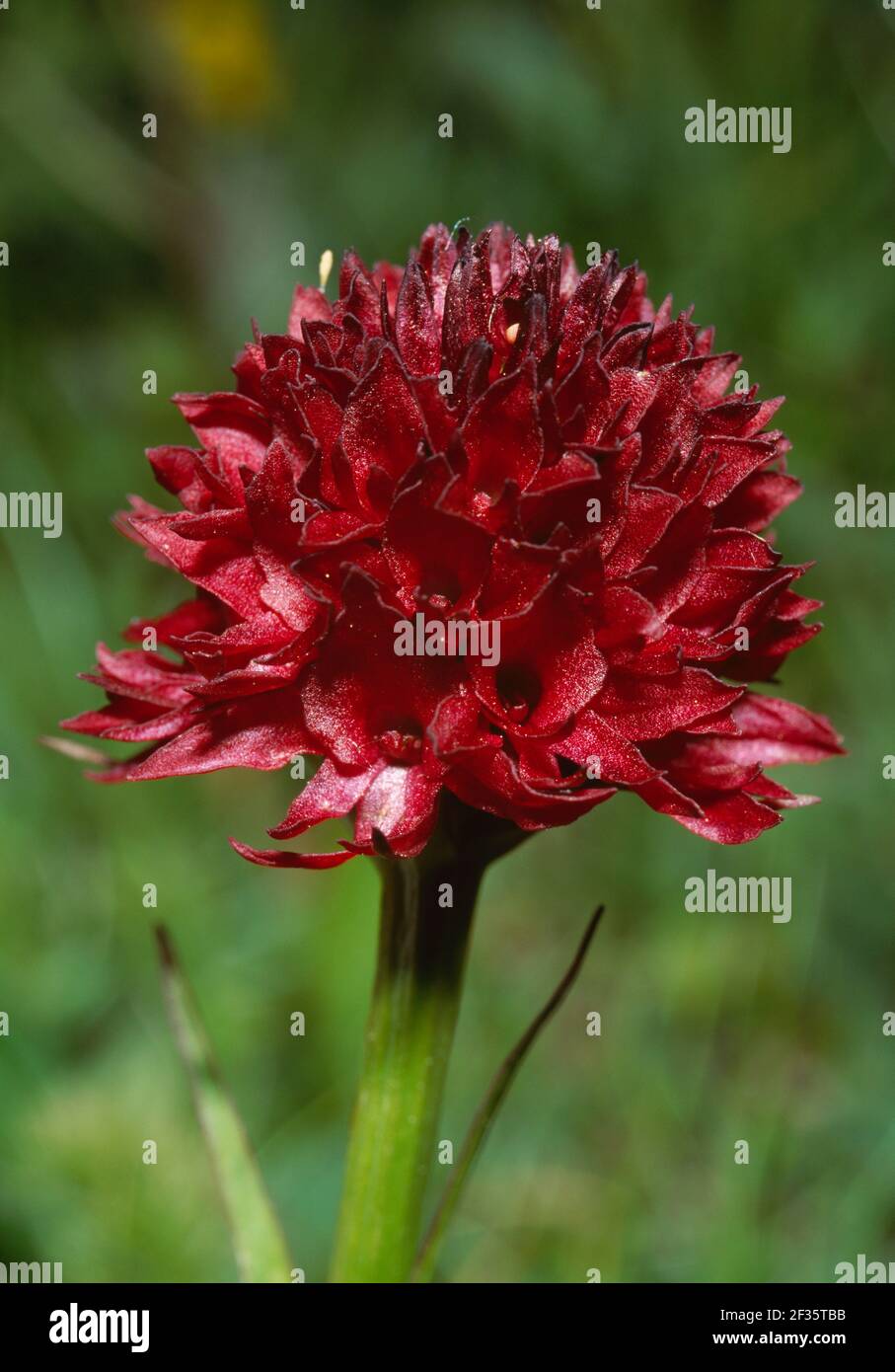 VANILLA ORCHID   inflorescence detail Nigritella nigra in alpine meadow   June   Col du Glandon, Vanoise Massif, eastern France, Credit:Robert Thompso Stock Photo