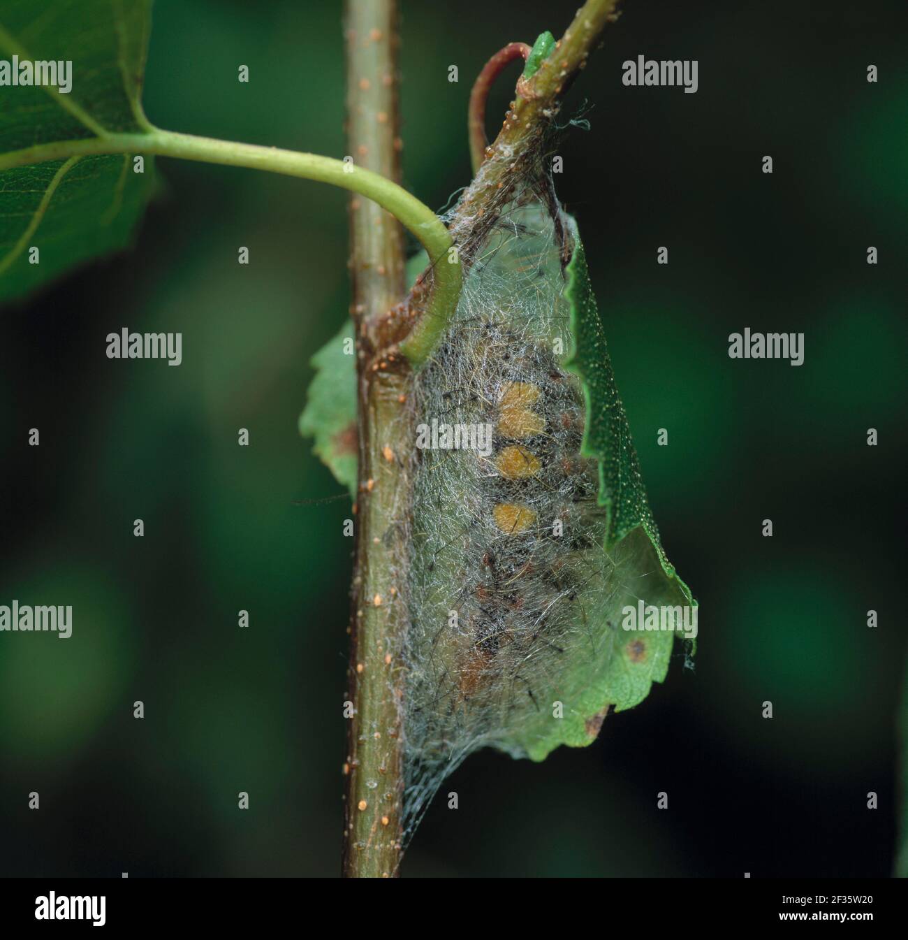 VAPOURER MOTH larva in cocoon  July Orgyia antiqua Montiaghs Moss NNR. Co. Antrim, Ireland, Credit:Robert Thompson / Avalon Stock Photo