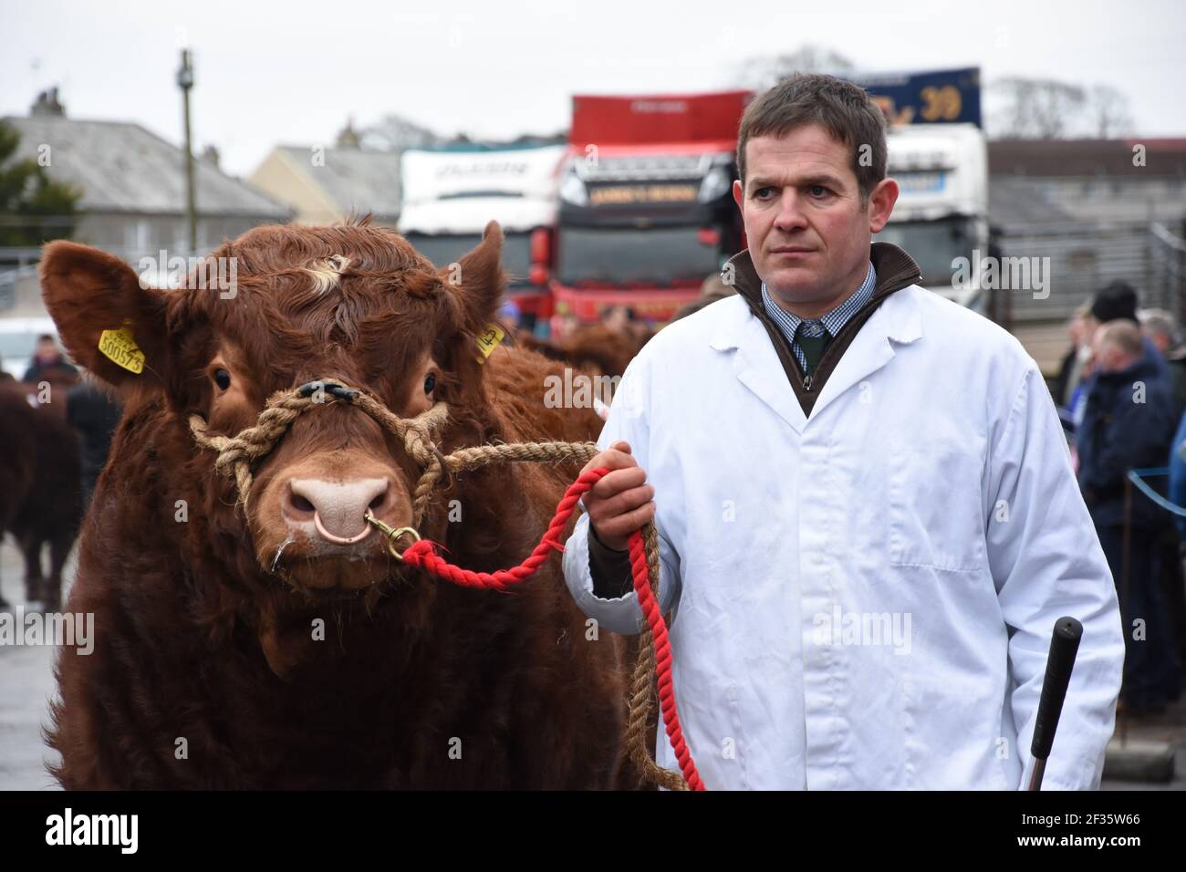 Luing bulls on parade, Wallets Marts, Castle Douglas, Dumfries & Galloway, Scotland Stock Photo