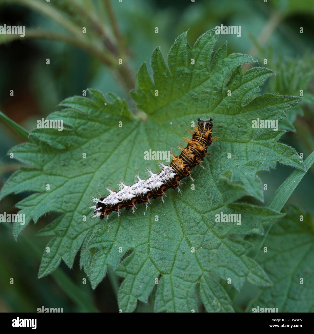 COMMA BUTTERFLY larva Polygonia comma-album Hampshire, southern England, Credit:Robert Thompson / Avalon Stock Photo
